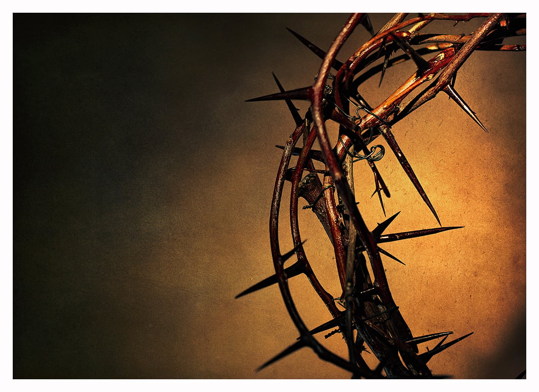 Crown of Thorns Image Crown of Thorns Image